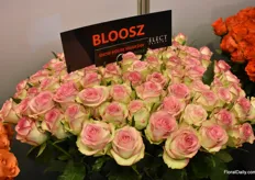 Bloosz from Select Breeding has a long vase life and intense colors in his first stage of delivery.